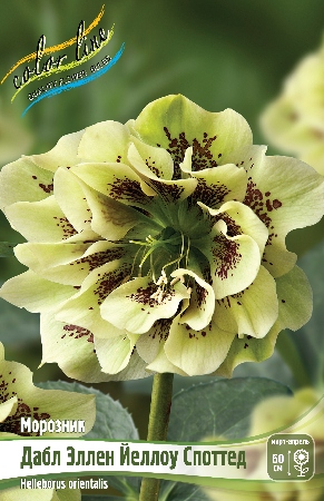 Helleborus Double Ellen Yellow Spotted
